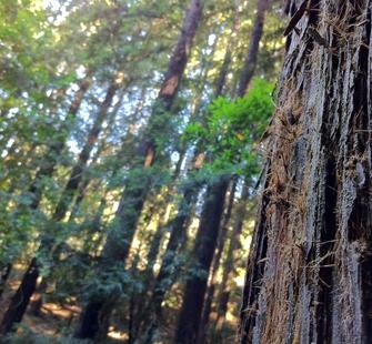 The beautiful forests surrounding Montalvo.